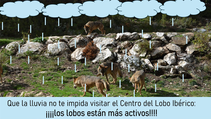 Centro del lobo, lluvia